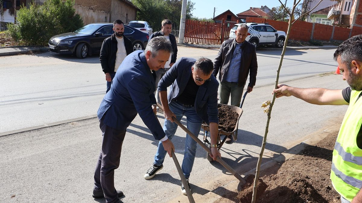 U Kosovskoj ulici u Vranju zasađeno novih 30 sadnica platana